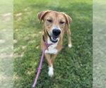Small Photo #3 Mutt Puppy For Sale in Evansville, IN, USA