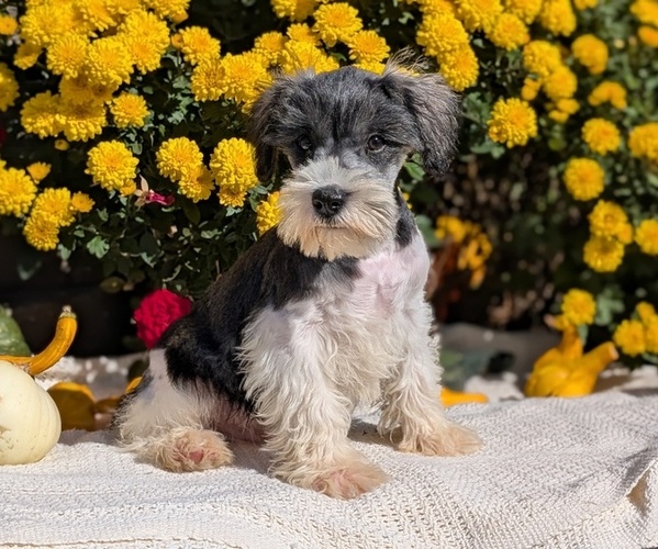 Medium Photo #33 Schnauzer (Miniature) Puppy For Sale in GOSHEN, IN, USA