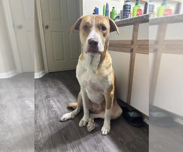 Medium Photo #3 American Staffordshire Terrier-Labrador Retriever Mix Puppy For Sale in San Antonio, TX, USA