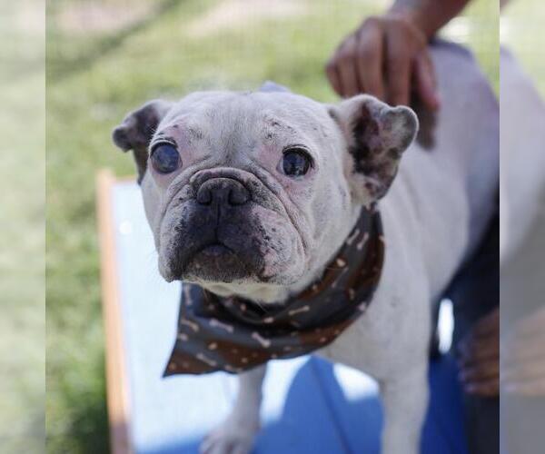Medium Photo #1 French Bulldog-Unknown Mix Puppy For Sale in San Antonio, TX, USA