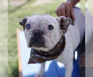 French Bulldog-Unknown Mix Dogs for adoption in San Antonio, TX, USA