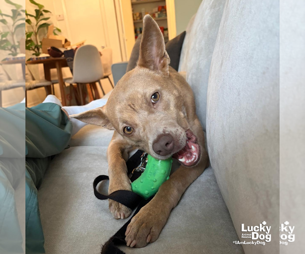 Medium Photo #8 Carolina Dog-Unknown Mix Puppy For Sale in Washington, DC, USA