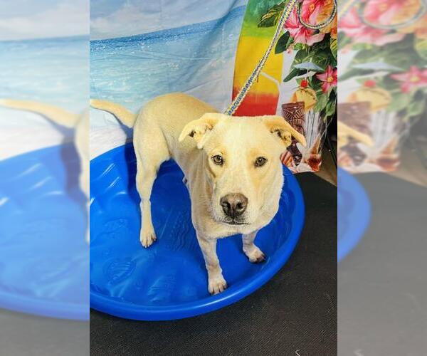 Medium Photo #1 Labrador Retriever-Unknown Mix Puppy For Sale in Globe, AZ, USA