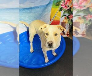 Labrador Retriever-Unknown Mix Dogs for adoption in Globe, AZ, USA