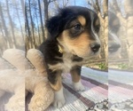 Small Photo #5 Australian Shepherd Puppy For Sale in FARMVILLE, VA, USA