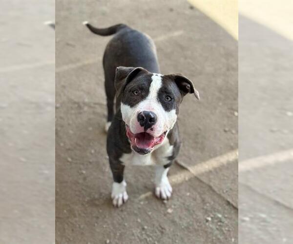 Medium Photo #3 Mutt Puppy For Sale in Riverside, CA, USA
