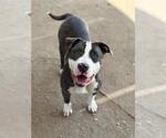 Small #2 Mutt