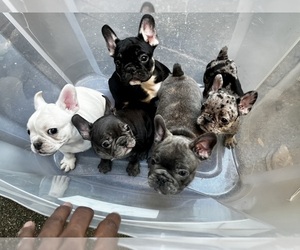 French Bulldog Puppy for sale in WASHINGTON, DC, USA