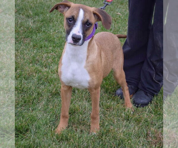 Medium Photo #3 American Staffordshire Terrier-Boxer Mix Puppy For Sale in Huntley, IL, USA