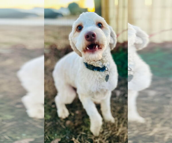 Medium Photo #6 Poodle (Miniature)-Unknown Mix Puppy For Sale in Pacolet, SC, USA