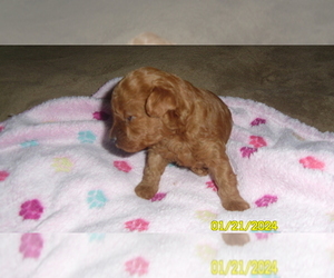Poodle (Toy) Puppy for sale in DULUTH, GA, USA