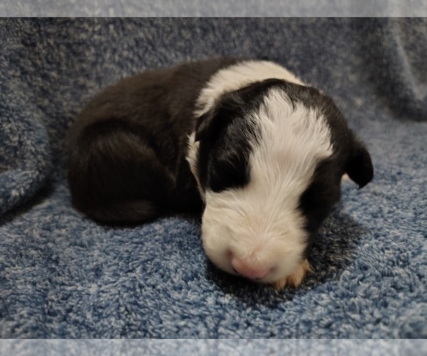Medium Photo #35 Border Collie Puppy For Sale in NORBORNE, MO, USA