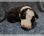 Small Photo #166 Border Collie Puppy For Sale in NORBORNE, MO, USA