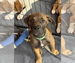 Small #2 Labrador Retriever Mix