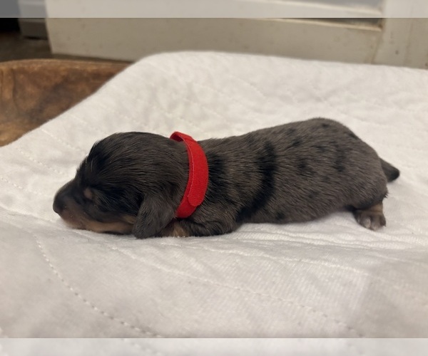 Medium Photo #3 Dachshund Puppy For Sale in MARSHFIELD, MO, USA