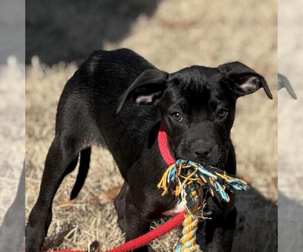 Medium Photo #2 Labrador Retriever-Unknown Mix Puppy For Sale in Yardley, PA, USA