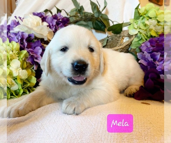 Medium Photo #3 Golden Retriever Puppy For Sale in MARSHFIELD, MO, USA