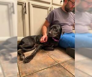 Pepper - Female Labrador Retriever-Unknown Mix Dog for Adoption - Photo #5