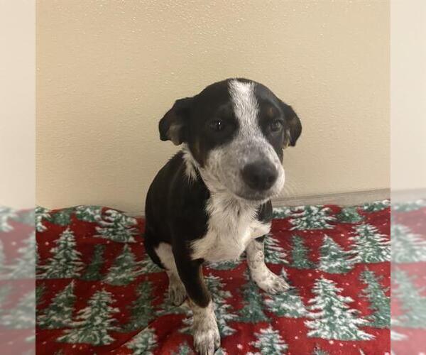 Medium Photo #2 Beagle-Unknown Mix Puppy For Sale in Modesto, CA, USA