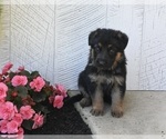 Small Photo #2 German Shepherd Dog Puppy For Sale in MILLERSBURG, OH, USA