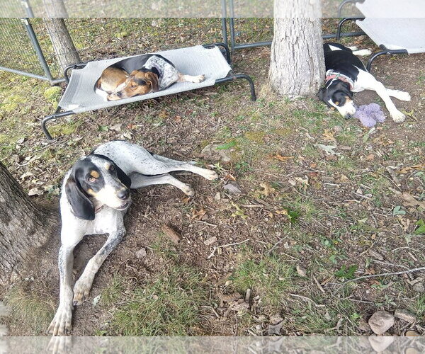 Medium Photo #4 Treeing Walker Coonhound Puppy For Sale in Monterey, VA, USA