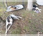 Small #3 Treeing Walker Coonhound