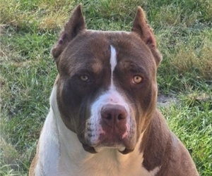 Mother of the American Bully puppies born on 06/23/2026
