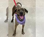 Small #3 Plott Hound Mix