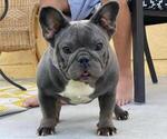 Small Photo #10 French Bulldog Puppy For Sale in N LAS VEGAS, NV, USA