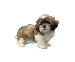 Small Photo #2 Shih Tzu Puppy For Sale in SAN DIEGO, CA, USA