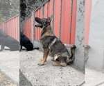 Small Photo #6 German Shepherd Dog Puppy For Sale in HAYWARD, CA, USA