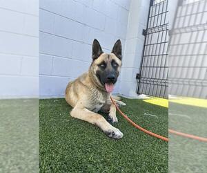 German Shepherd Dog Dogs for adoption in Stockton, CA, USA