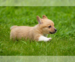 Small #1 Pembroke Welsh Corgi