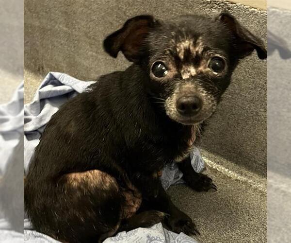 Medium Photo #1 Chihuahua-Unknown Mix Puppy For Sale in San Antonio, TX, USA