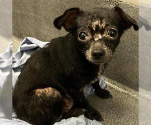 Chihuahua-Unknown Mix Dogs for adoption in San Antonio, TX, USA