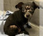 Small Chihuahua Mix