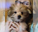 Small Pomsky-Shih Tzu Mix