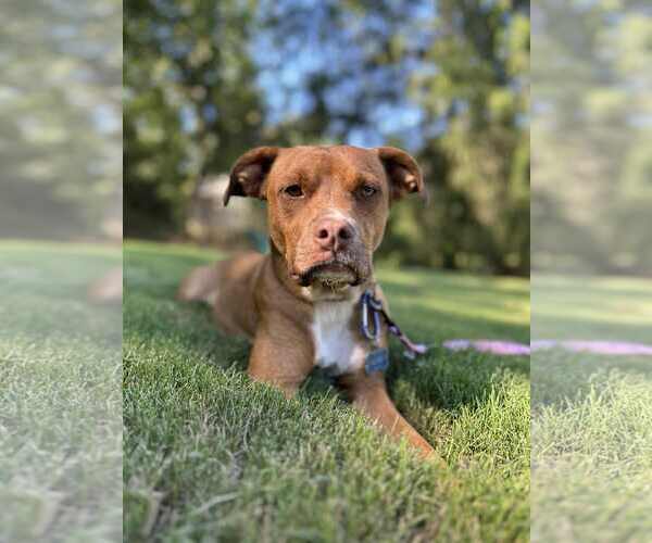 Medium Photo #3 Mutt Puppy For Sale in Greenville, SC, USA