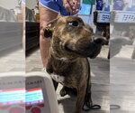 Small #1 Labrador Retriever Mix