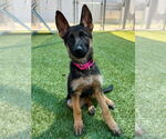 Small #1 German Shepherd Dog Mix