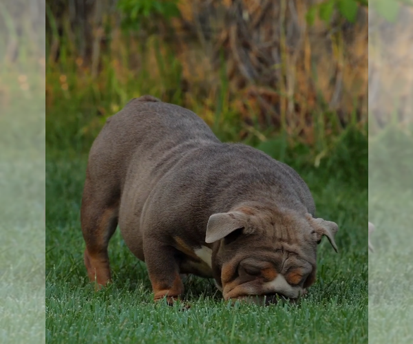 Medium Photo #1 English Bulldog Puppy For Sale in MURRIETA, CA, USA