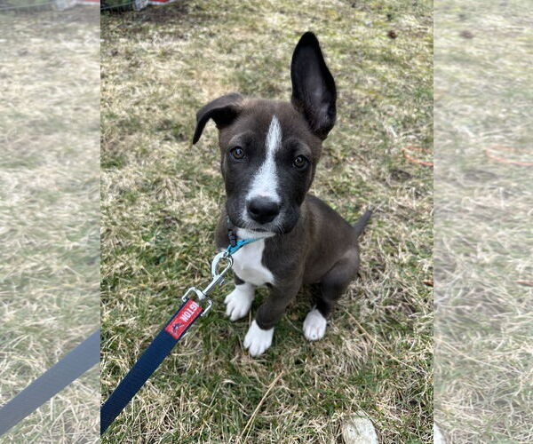 Medium Photo #1 Australian Shepherd-Unknown Mix Puppy For Sale in Polson, MT, USA