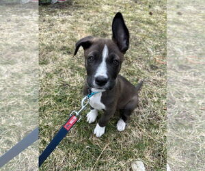 Australian Shepherd-Unknown Mix Dogs for adoption in Polson, MT, USA
