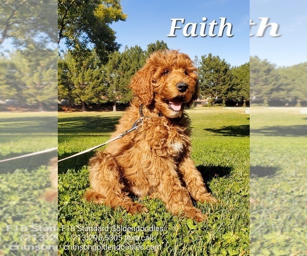 Medium Photo #6 Goldendoodle Puppy For Sale in BREA, CA, USA