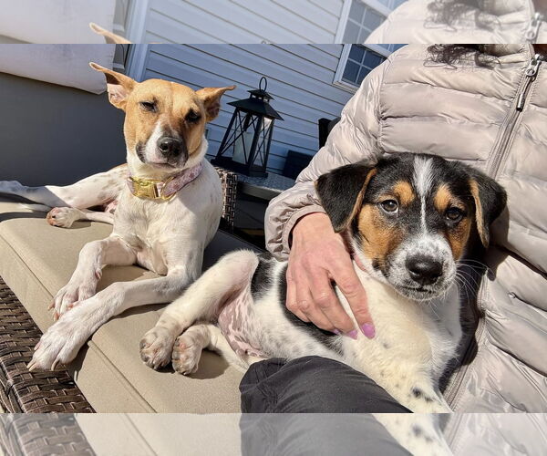 Medium Photo #2 Mutt Puppy For Sale in Greenville, SC, USA