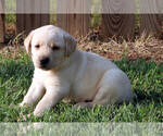 Small Photo #9 Labrador Retriever Puppy For Sale in ALL HEALING SPRINGS, NC, USA