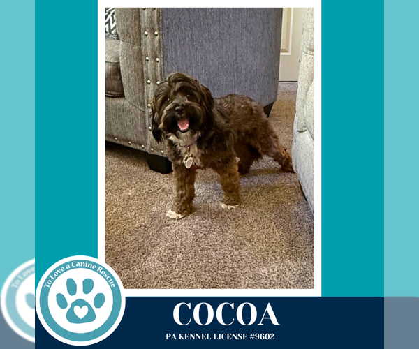 Medium Photo #10 Shih Tzu-Unknown Mix Puppy For Sale in Kimberton, PA, USA