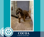 Small #9 Shih Tzu Mix