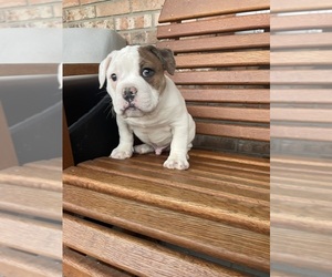 Olde English Bulldogge Puppy for Sale in BEECH GROVE, Indiana USA