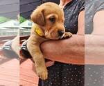 Small #3 Labrador Retriever